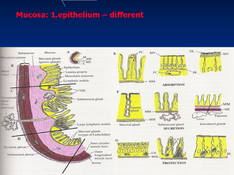 Mucosa: 1.epithelium – different